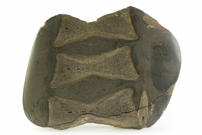 Fossil Ichthyosaur Vertebrae In Cross-Section - England #351242